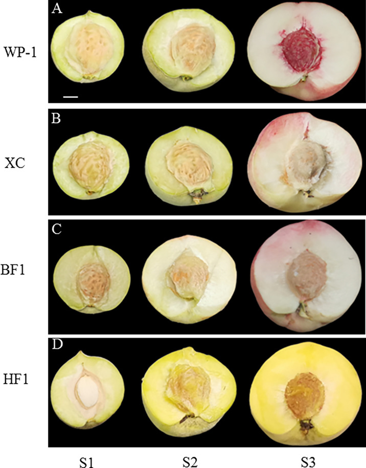 Figure 1