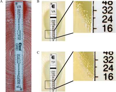 FIG. 8.