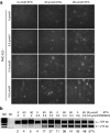 <b>Figure 3</b>