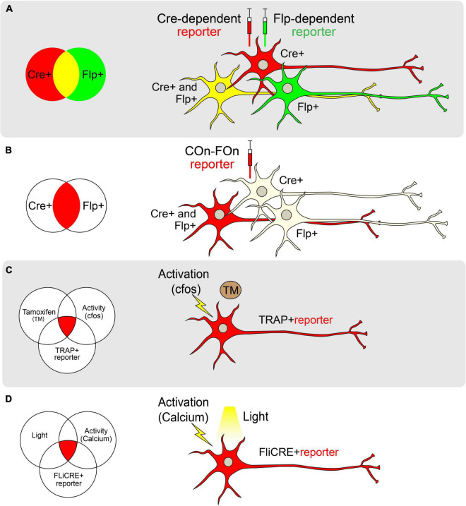 FIGURE 2