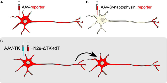 FIGURE 4