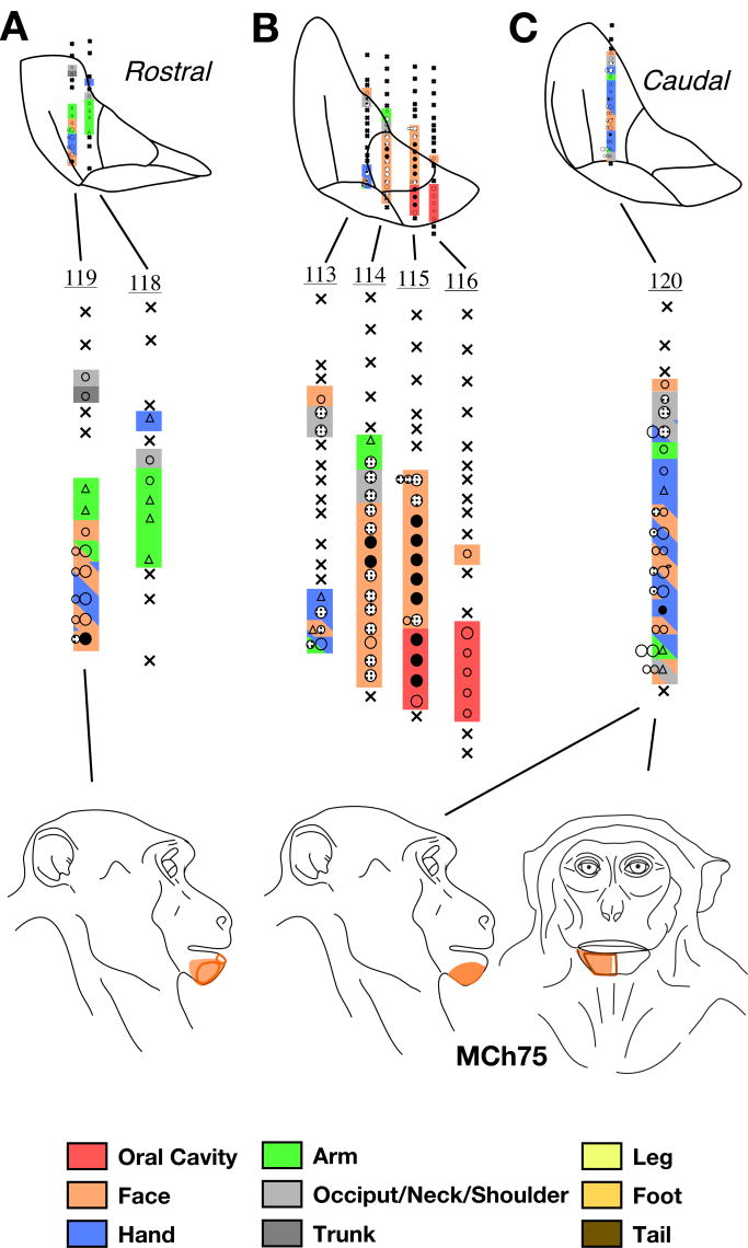 Fig. 17