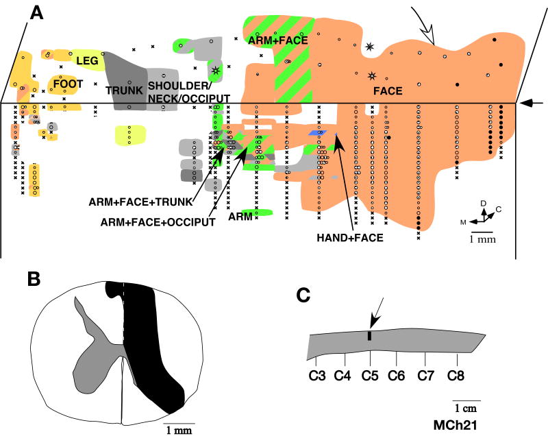 Fig. 12