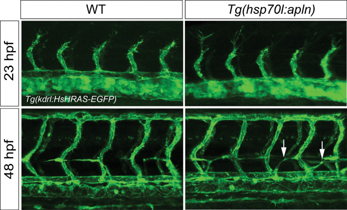 Figure 2—figure supplement 3.