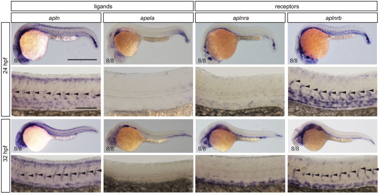 Figure 1—figure supplement 1.