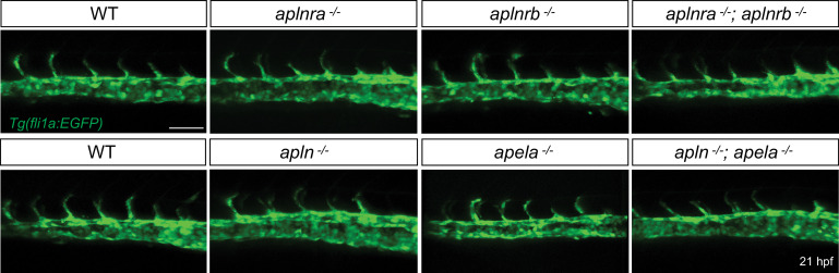 Figure 2—figure supplement 1.