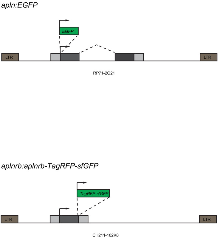 Figure 1—figure supplement 2.