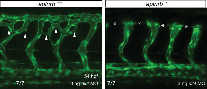 Figure 4—figure supplement 1.