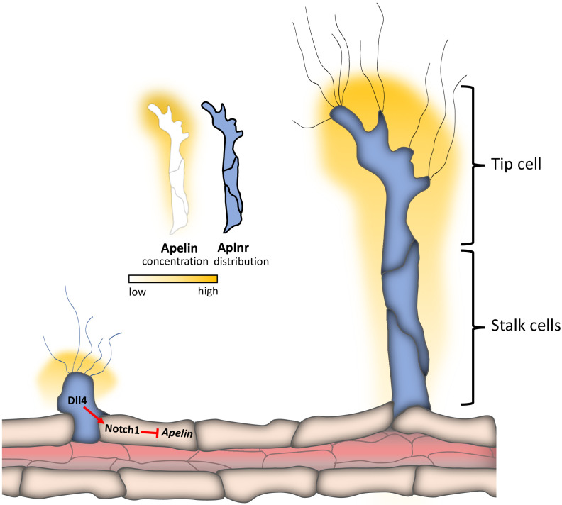 Figure 5—figure supplement 1.