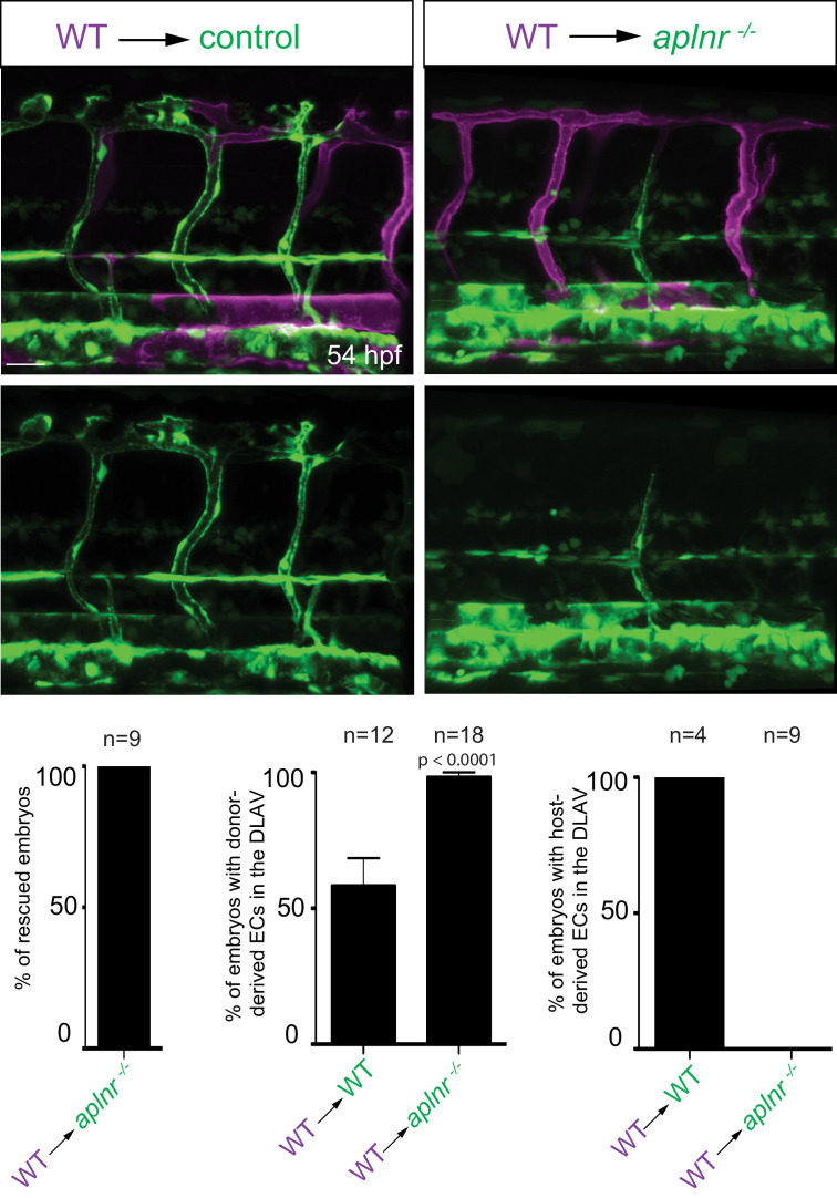 Figure 3—figure supplement 2.