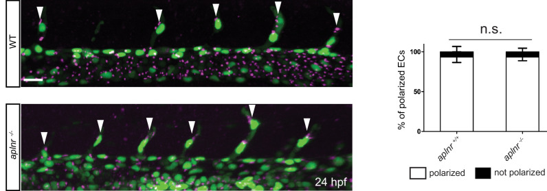 Figure 2—figure supplement 2.