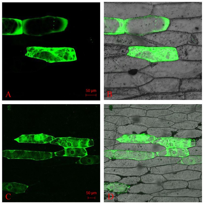 Fig 6