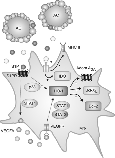 Figure 6.