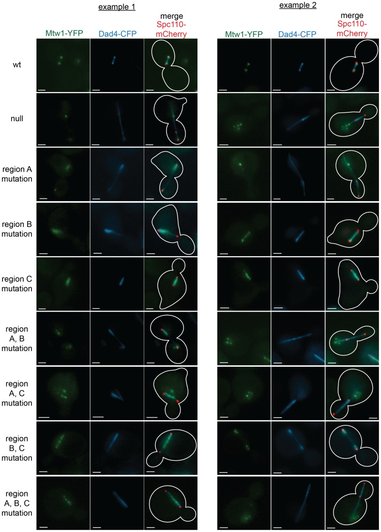 Figure 6—figure supplement 1.