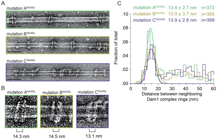 Figure 3—figure supplement 2.