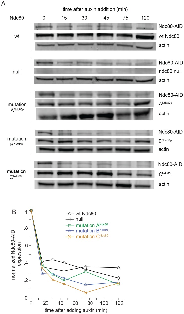 Figure 5—figure supplement 1.