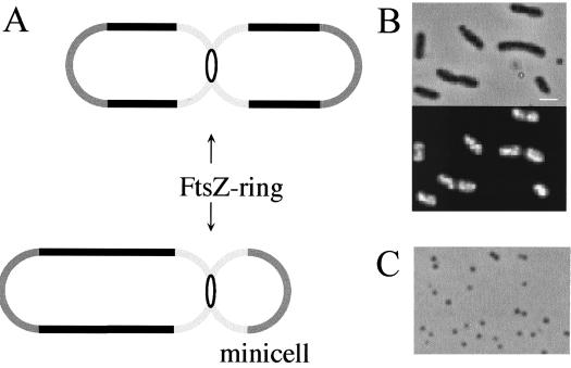 FIG. 1