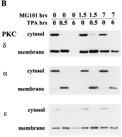 FIG. 6