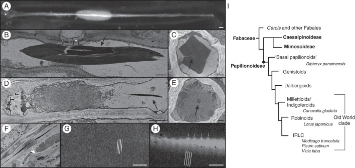 Fig. 1.