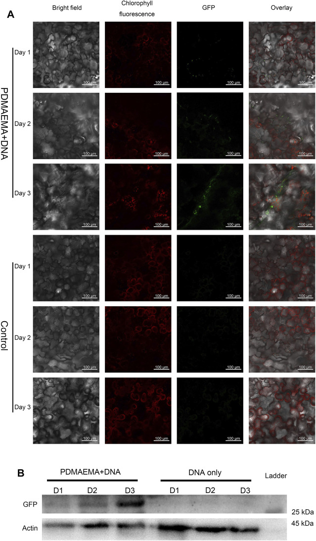 FIGURE 4