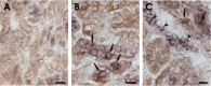 Fig. 8.
