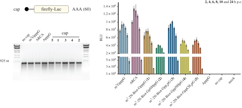 Figure 5.