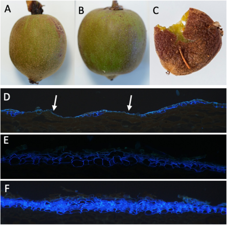 Fig. 4