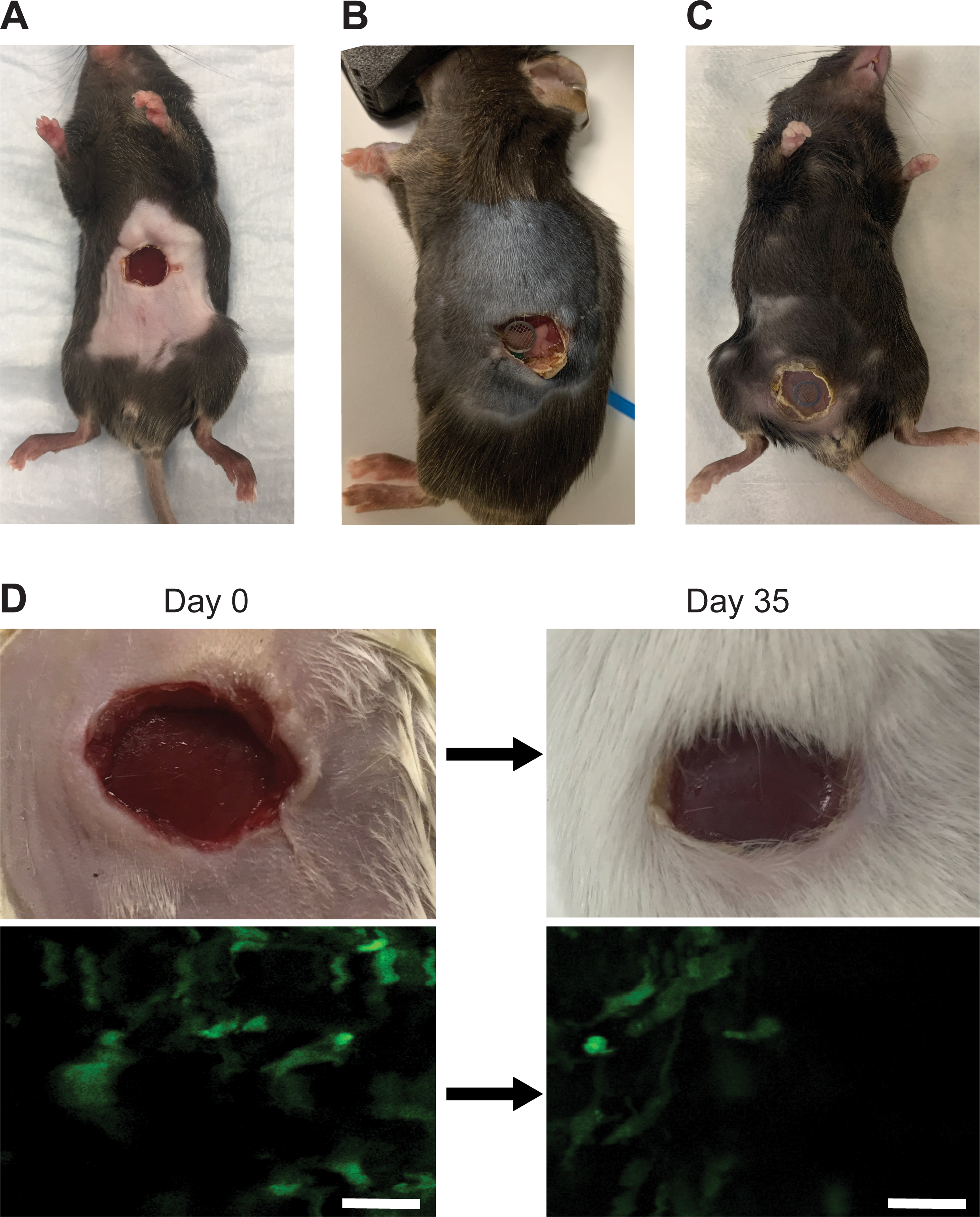 Figure 6: