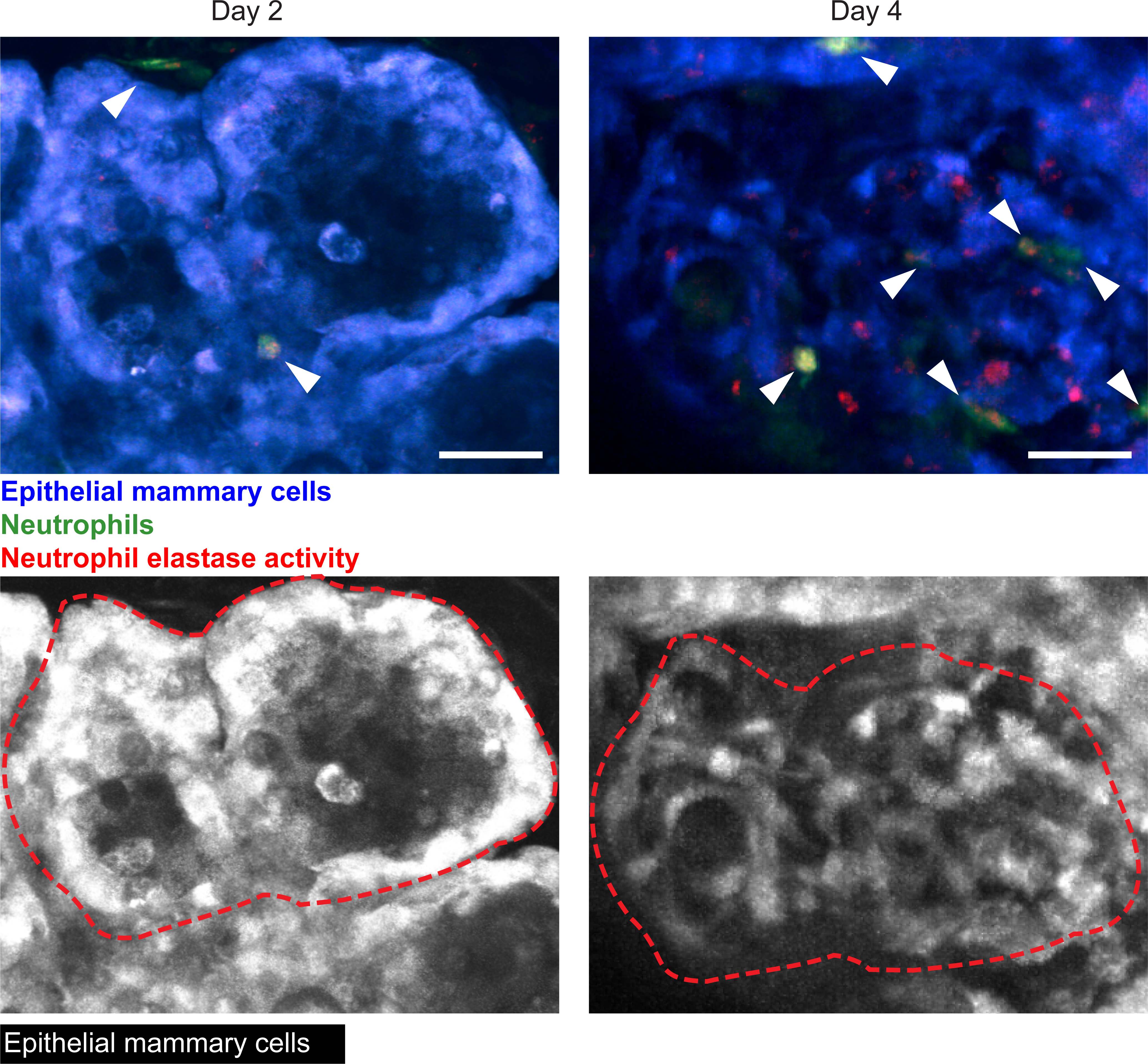 Figure 10: