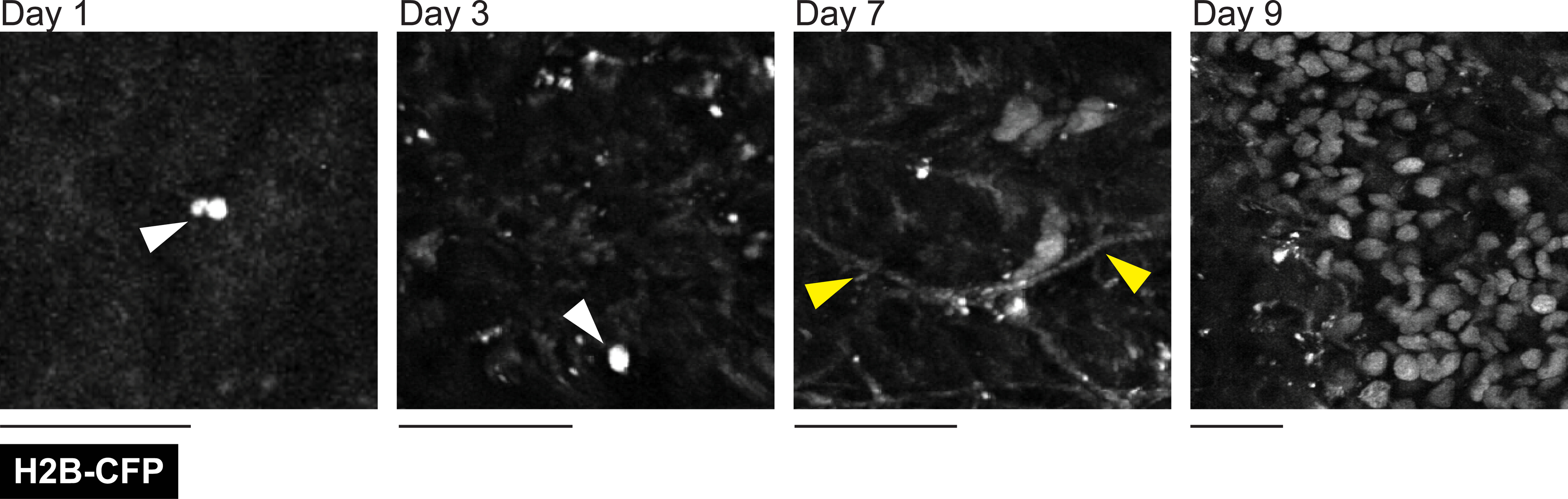 Figure 11: