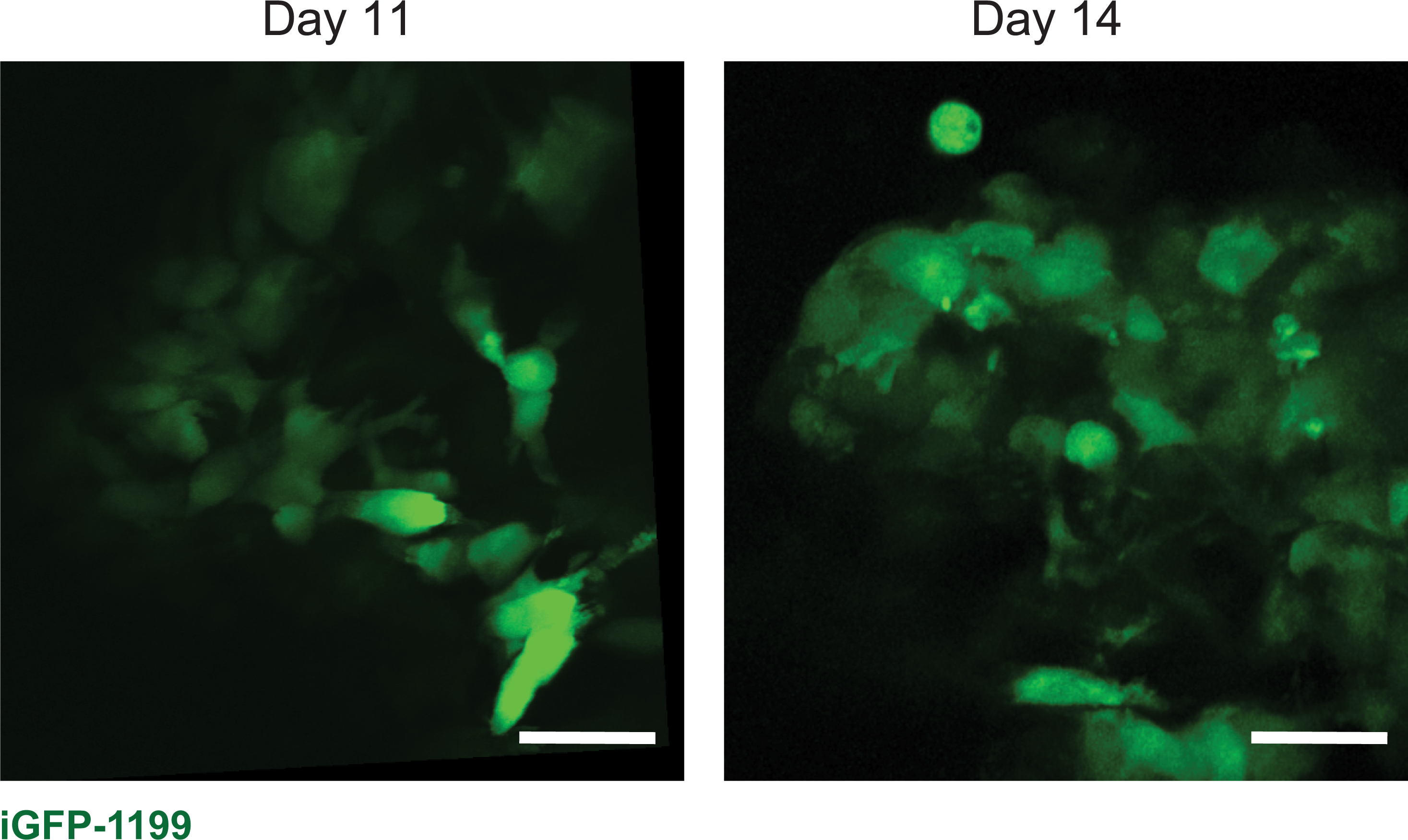 Figure 9: