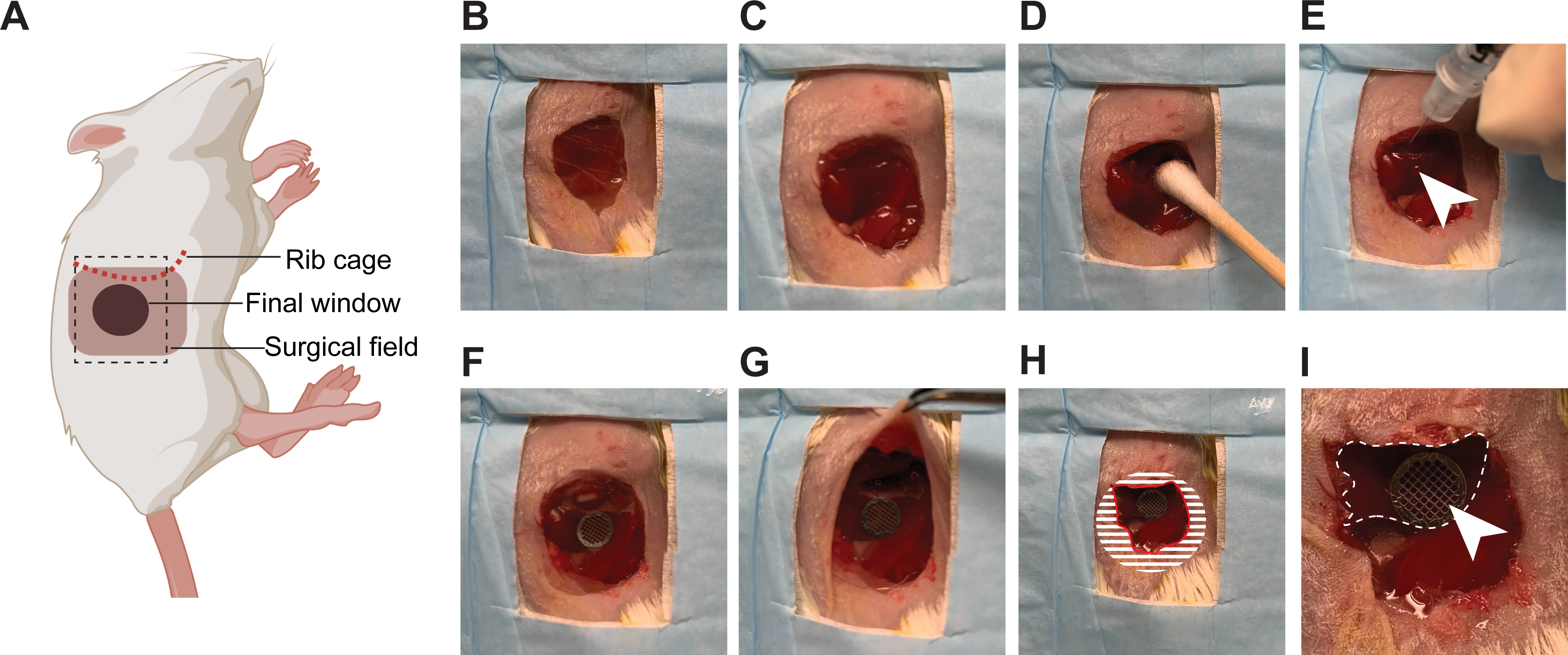 Figure 2: