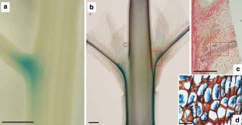 Fig. 5