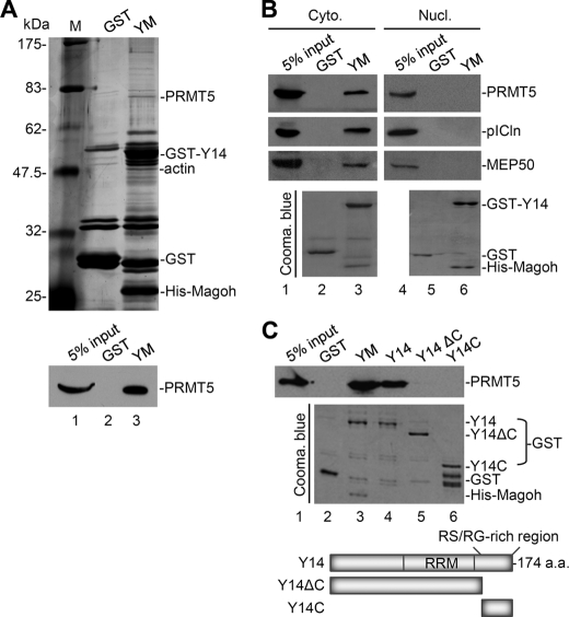 FIGURE 1.