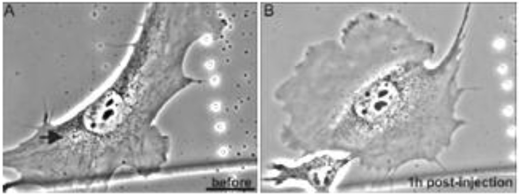 Fig. 10