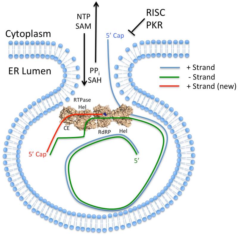 Figure 5