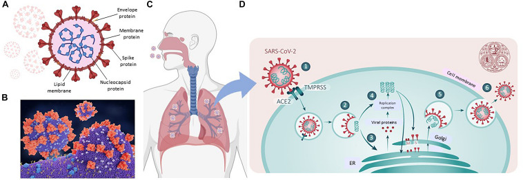 FIGURE 2