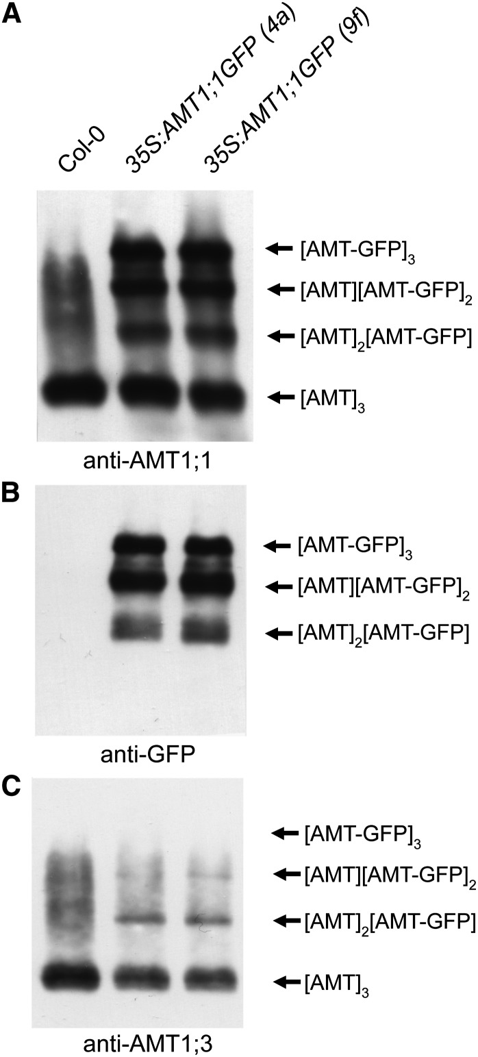 Figure 3.