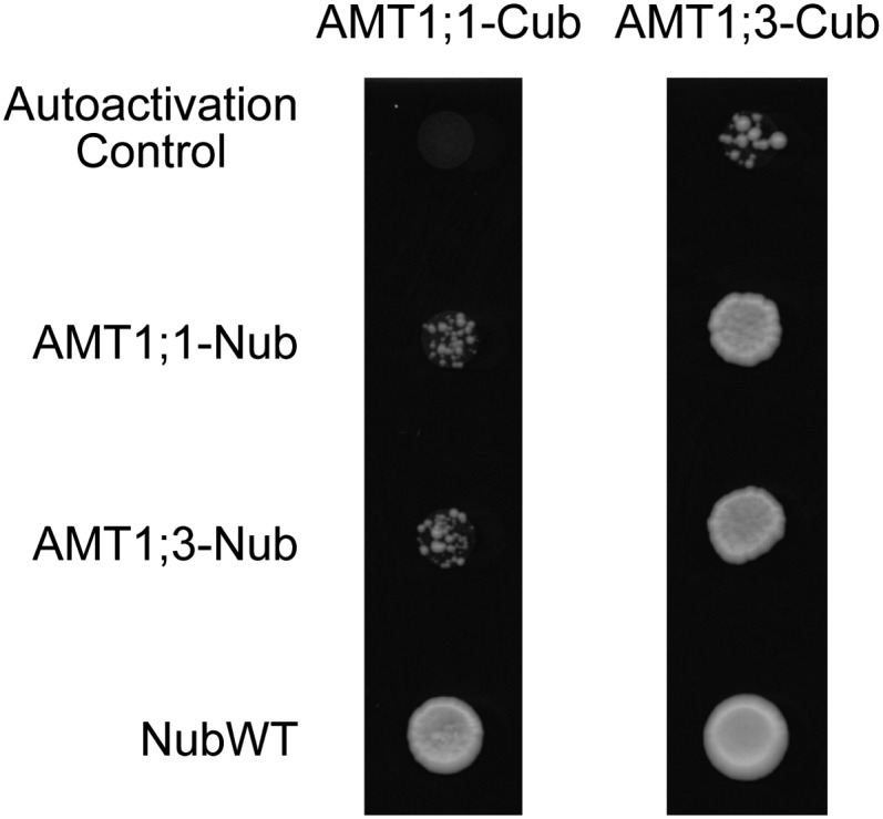 Figure 2.