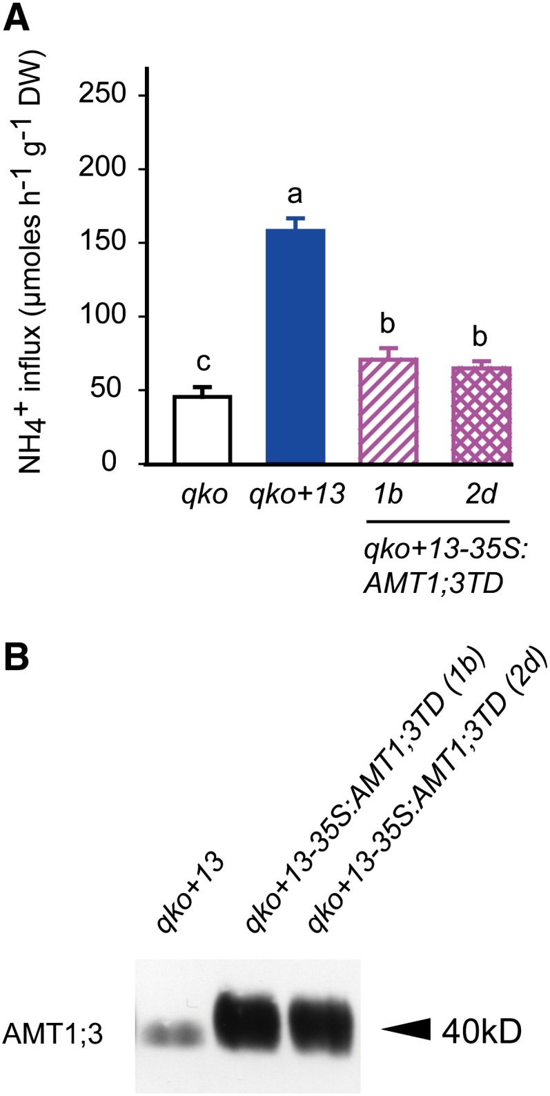 Figure 5.