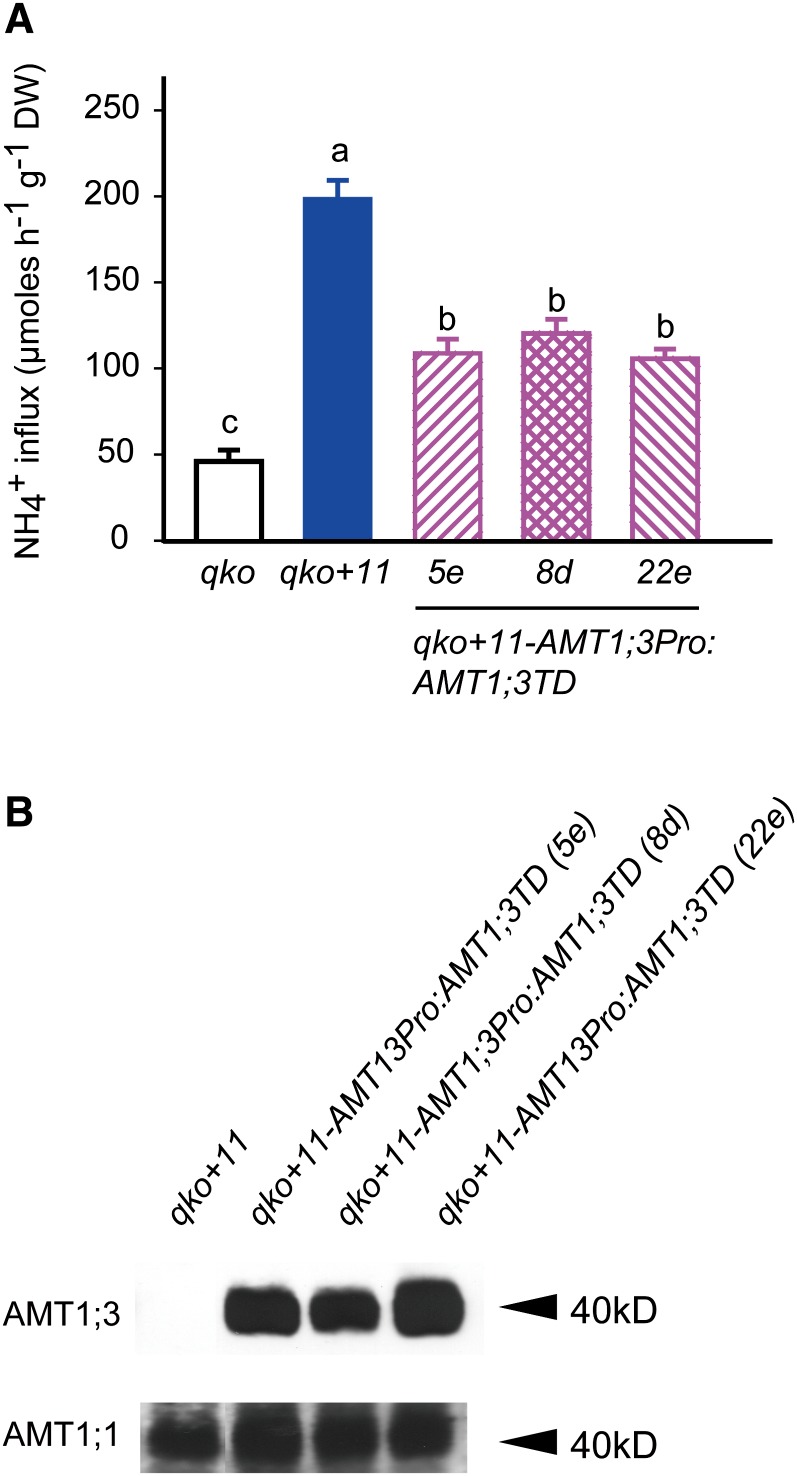 Figure 6.