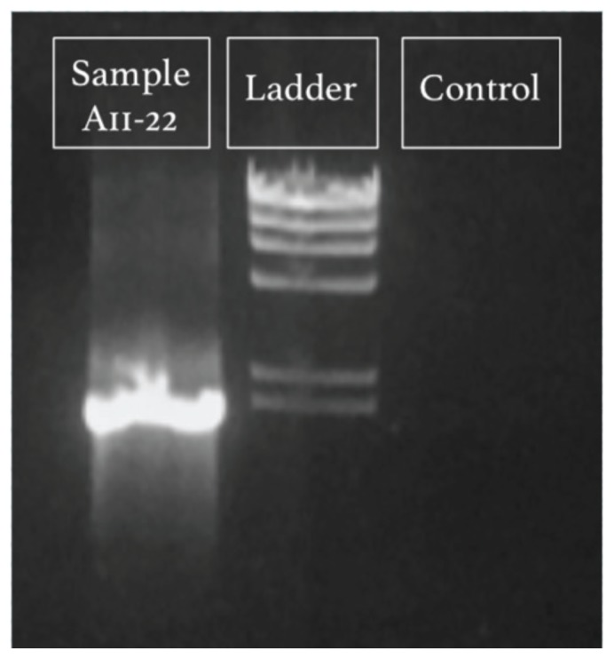 FIGURE 3