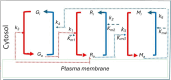 A schematic representation of the experimental model for Rho-GEF-Myosin signalling network from which mathematical equations are derived [21]