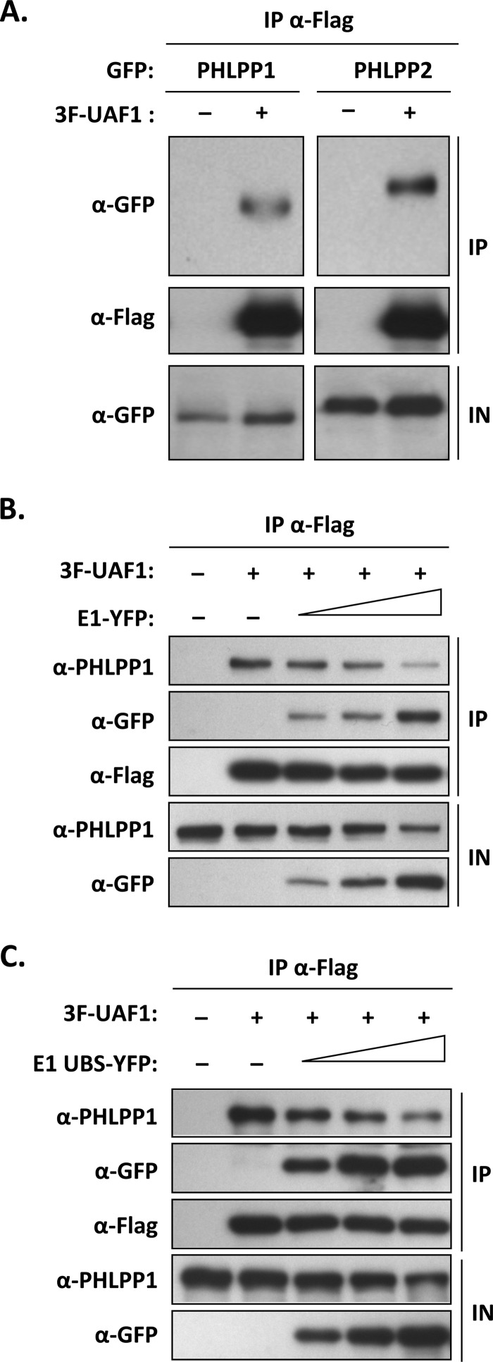 FIG 1