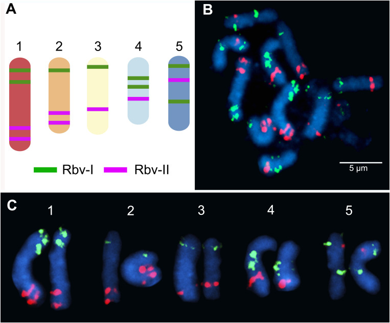 Figure 1