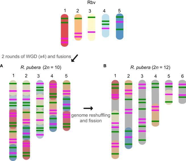 Figure 3