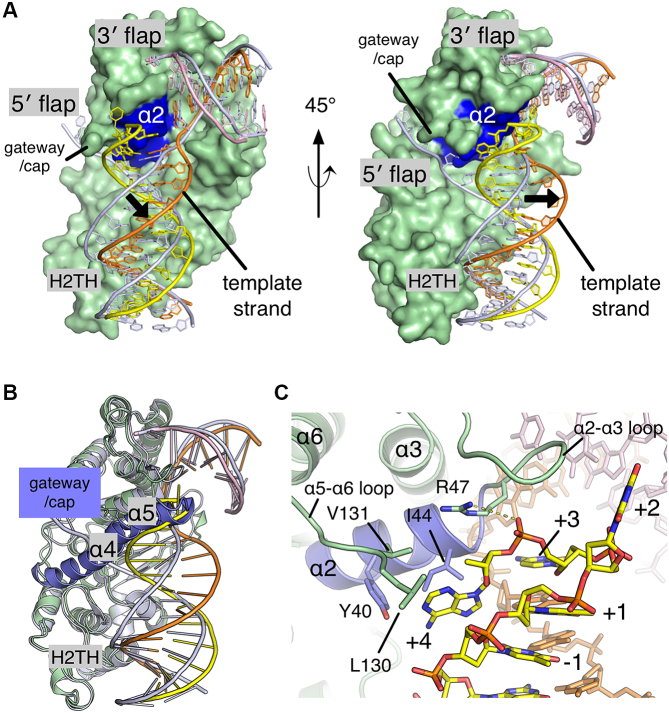 Structural basis of 5′ flap recognition and protein–protein ...