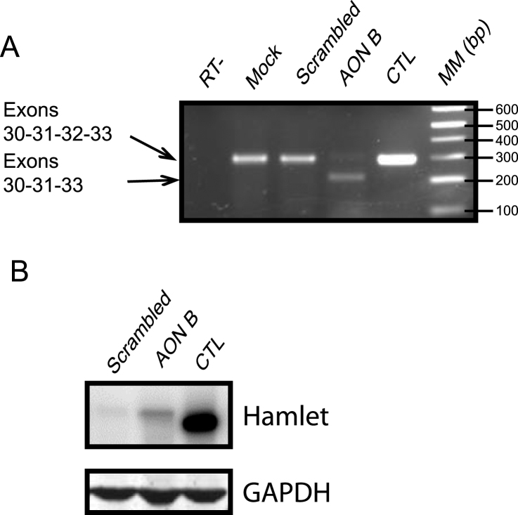 Fig.1