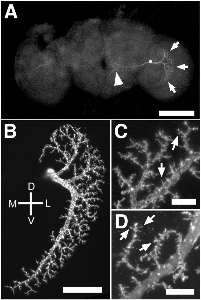 Fig. 1.