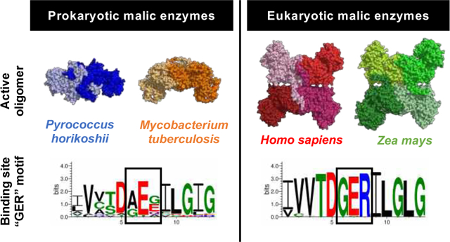 graphic file with name nihms-1695957-f0001.jpg